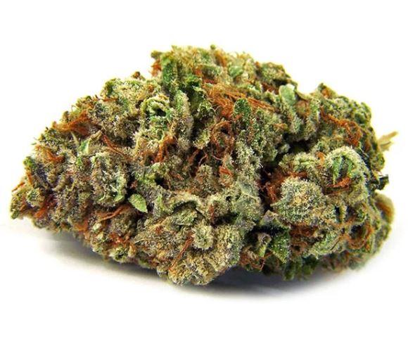 Platnium Gorilla (Indica)