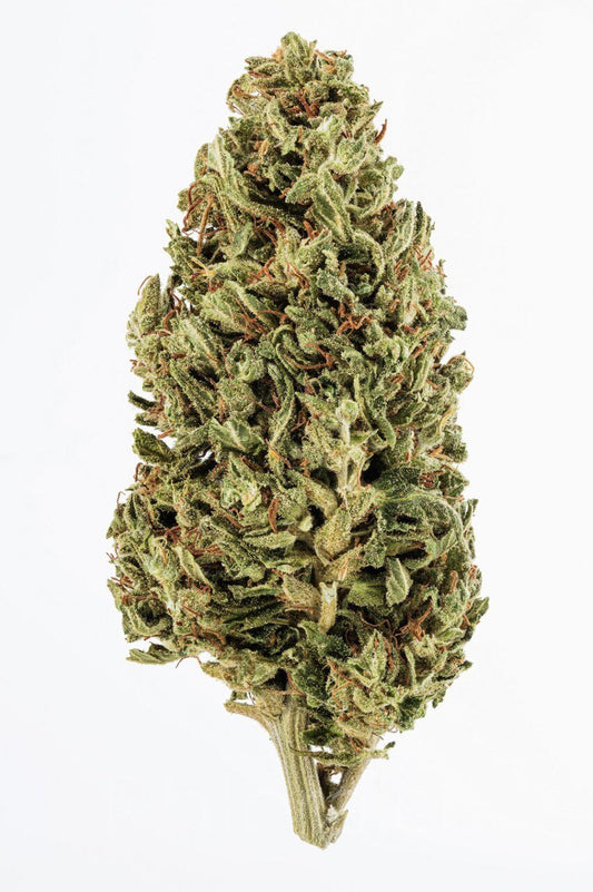 Jack Herer  (sativa)