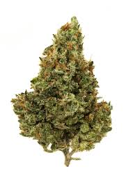 Candy Jack (Sativa)