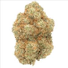 Island Guava (Sativa)